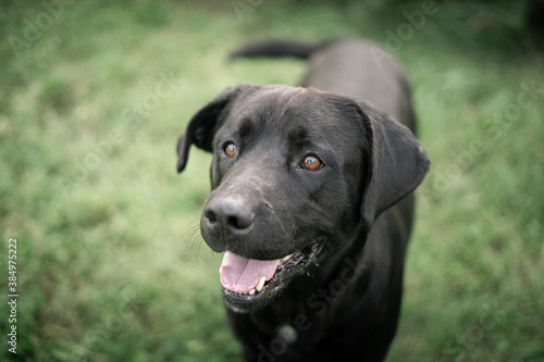 Dog photography - Black Dog Portrait