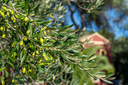 Greece tropical island olive tree close up of leaves and olives with Greek villa in background