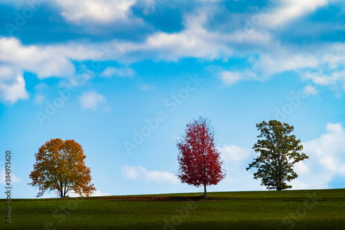 Three trees in a green meadow with a blue sky and Cumulus clouds, represent the turning of the summer season to autumn with the change of colors of the leaves of one tree from green to red. 