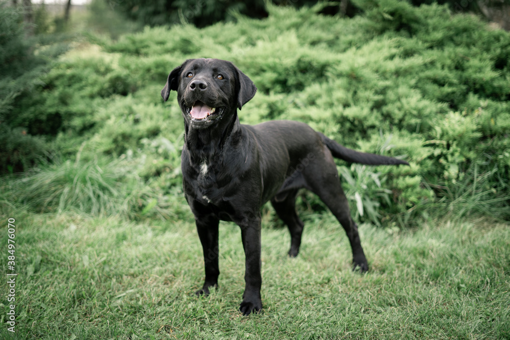 Dog photography - Black Dog Portrait