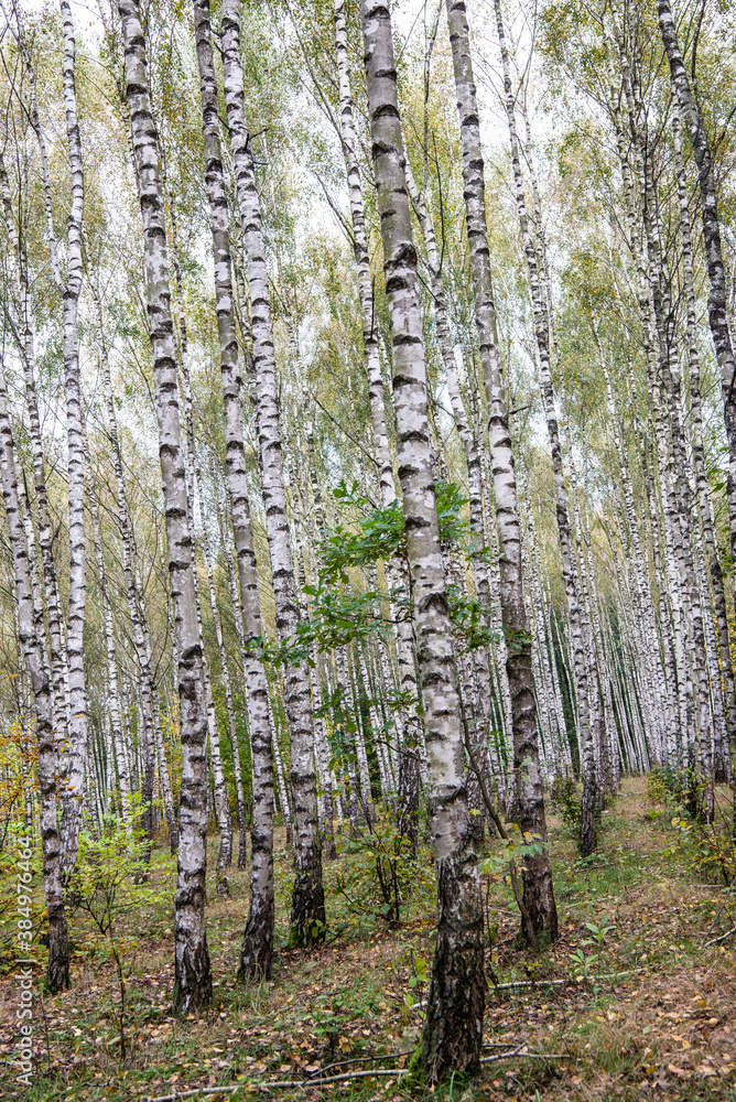 forest in autumn forest in autumn