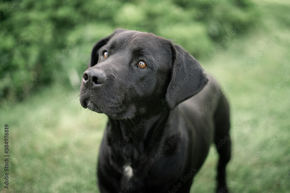 black labrador black labrador