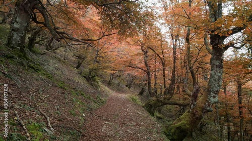 Autumn forest with nice ocher, yellow and red warm fall colors. Aerial quality footage. Asturias, Spain.