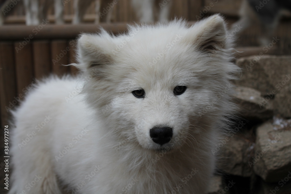 portrait of a white dog portrait of a white dog