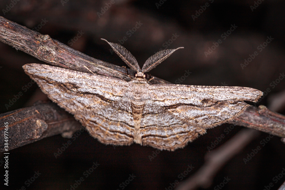 Grey-patch Bark Moth Grey-patch Bark Moth