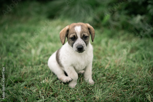 Puppy portrait © martynanysk