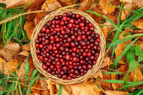 Top view basket with juicy red cranberries in a basket on an autumn background of fallen leaves with copy space. Cranberry national holiday and Thanksgiving Day.