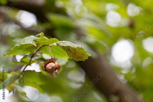 Ripe hazelnut on a branch
