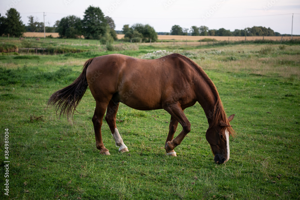 horse in the meadow