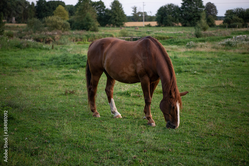 horse in the meadow eating grass © nepos_foto