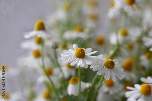 Fototapeta Naklejka Na Ścianę i Meble -  Daisy flowers, the harbinger of spring