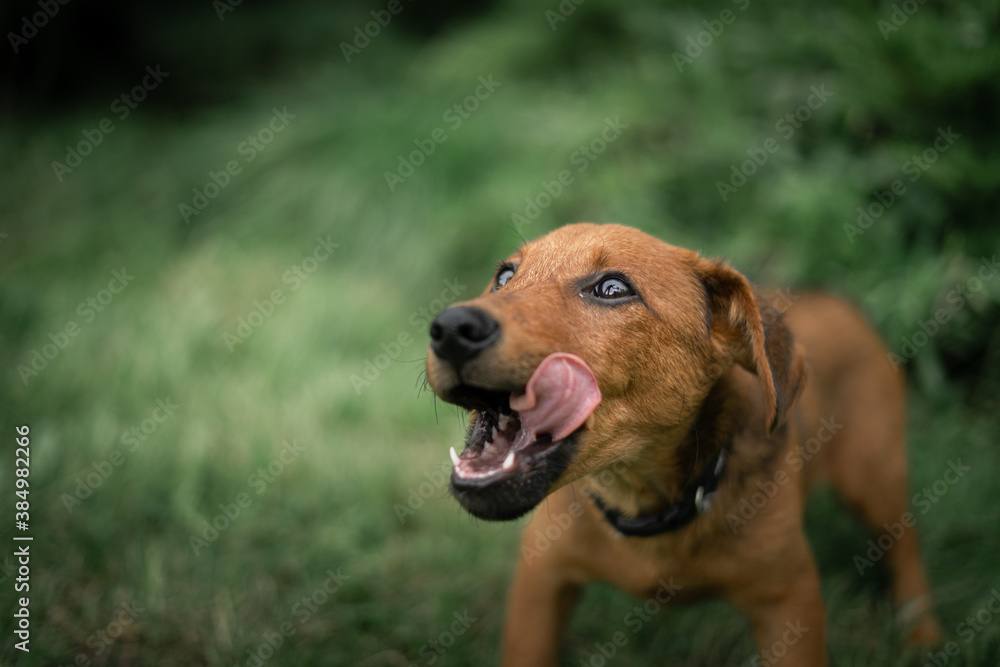 portrait of a dog