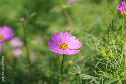 pink cosmos flower