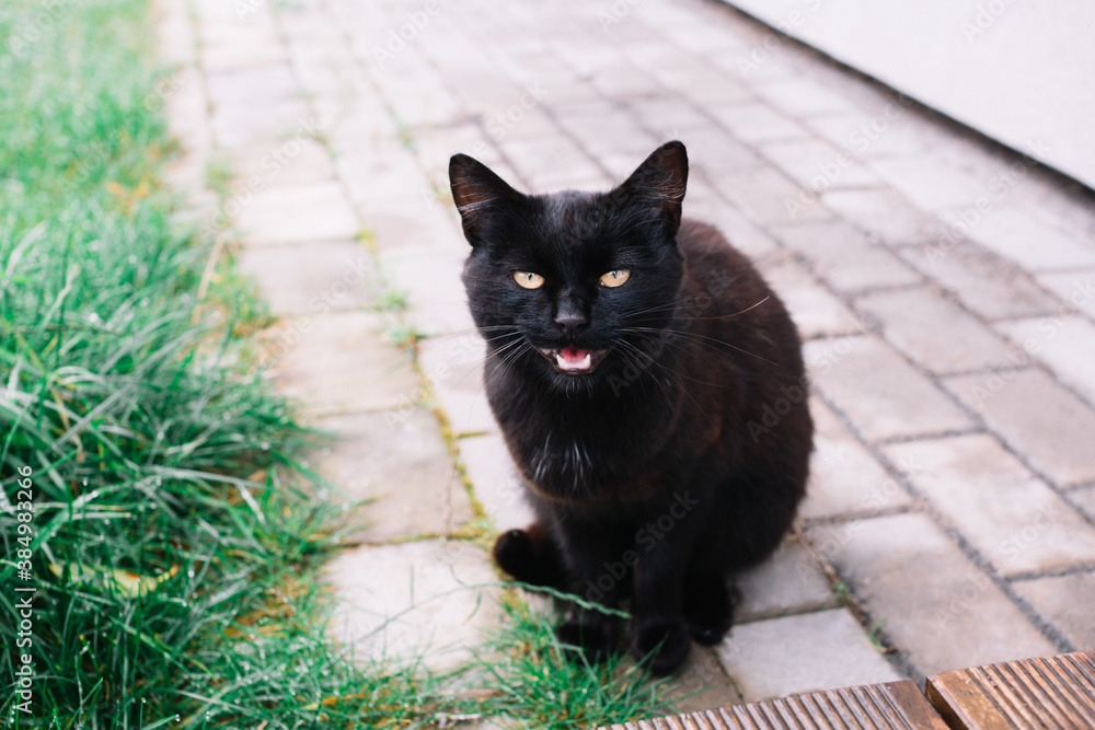 The black cat with open mouth looking at camera