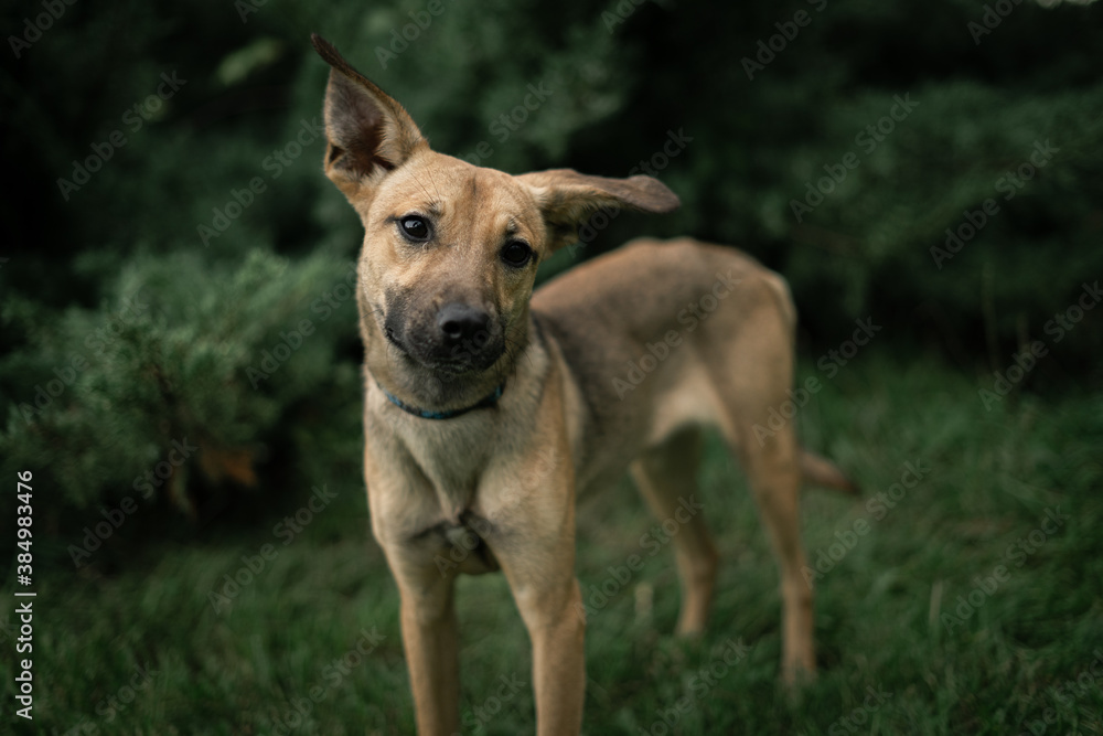 Puppy portrait