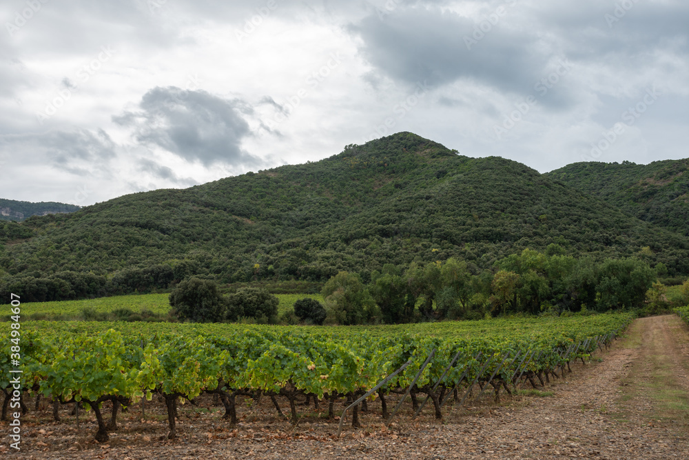 Landscape with vineyards with green hills in the background and trees, in Poblet, Tarragona, Spain, horizontal