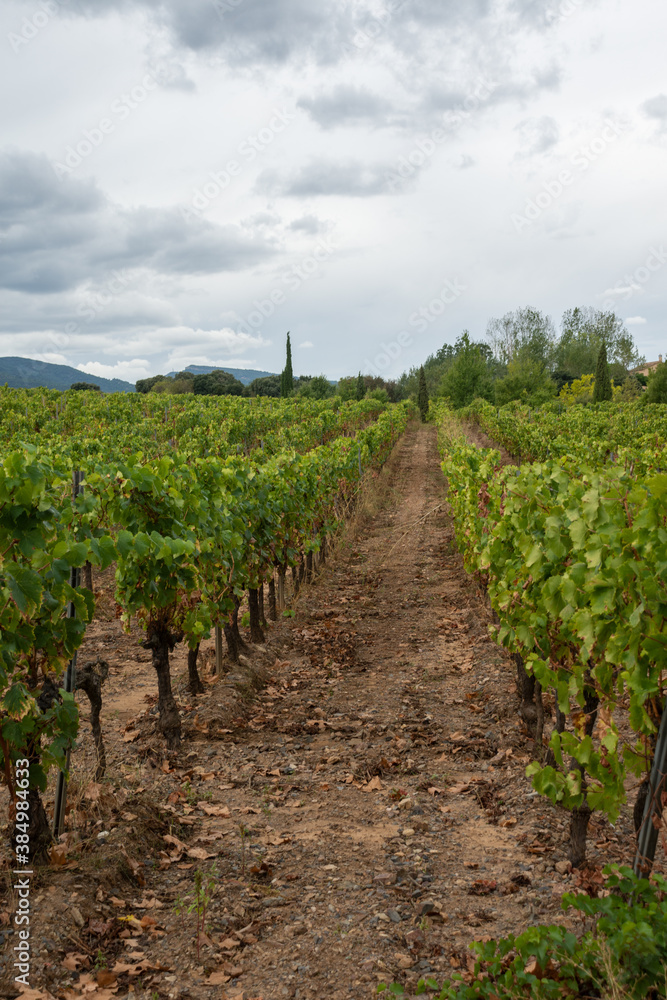 View of vineyard lines, a cloudy day, in Tarragona, Spain, in vertical