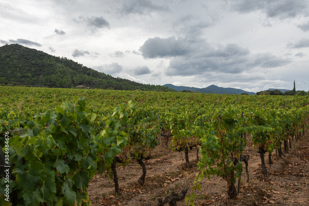 View of vineyards, foreground out of focus, in Tarragona, Spain, horizontal