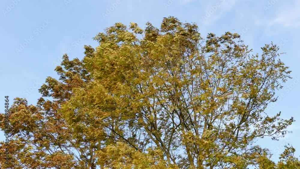 ash tree branches in autumn, moving in the wind before the storm ash tree branches in autumn, moving in the wind before the storm
