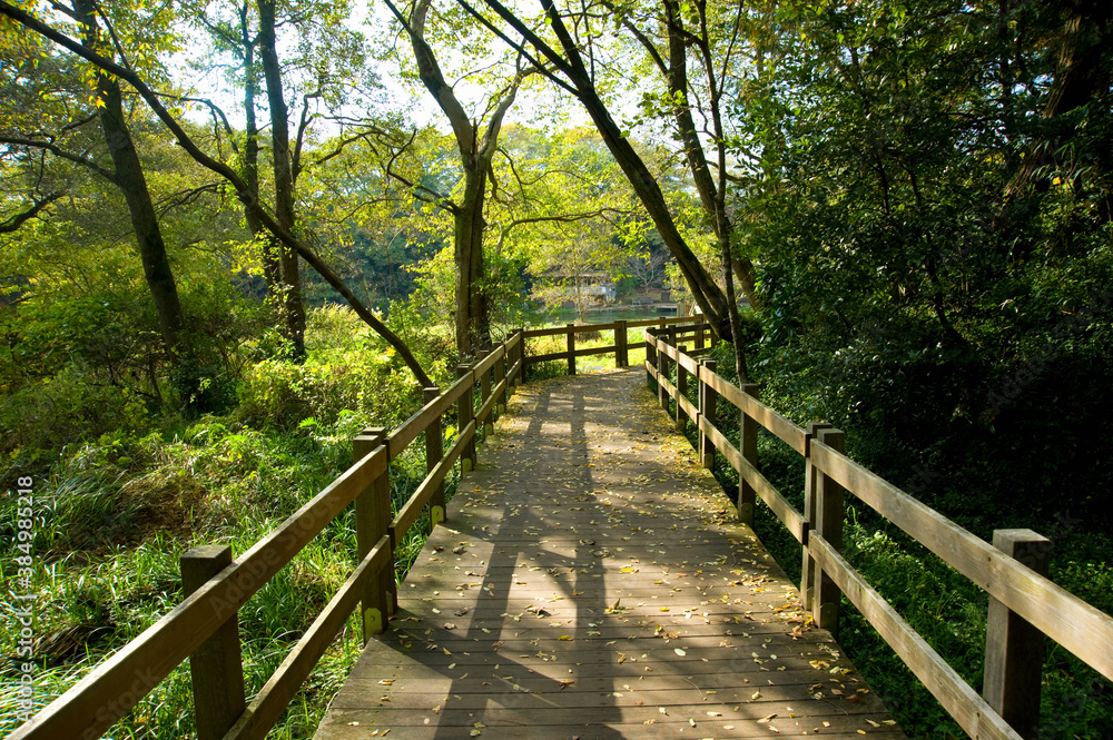 Fototapeta premium 柿田川公園の散歩道
