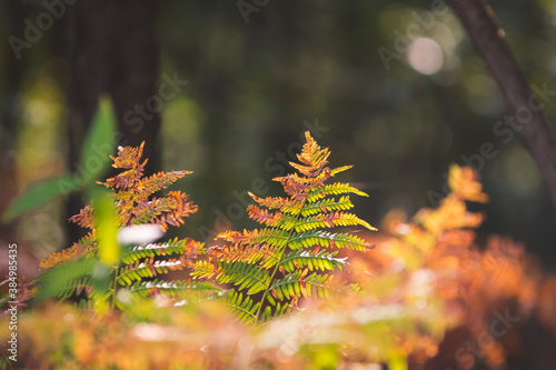 
Colorful, autumn fern in the sunshine
