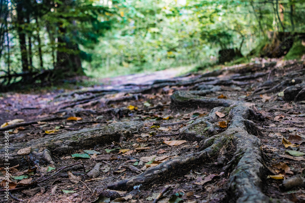 roots in forest roots in forest