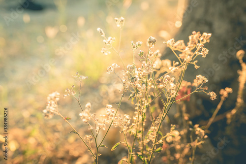 Vintage of grass flower with sun set background. Autumn background concept
