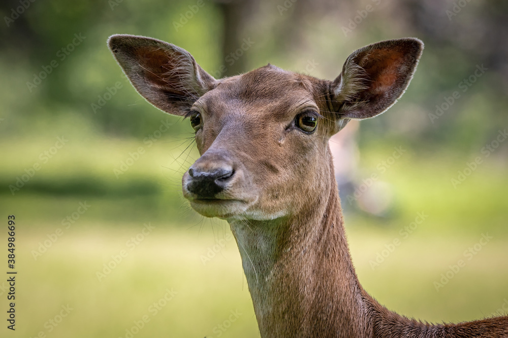 Fallow deer