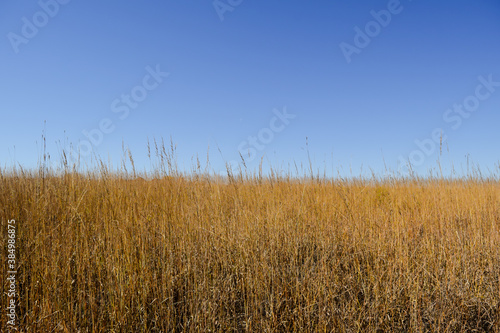 Field of golden prairie grass