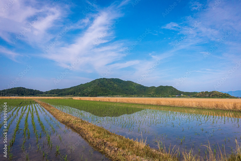 水田の稲と小麦畑が見える田園風景と山のリフレクション