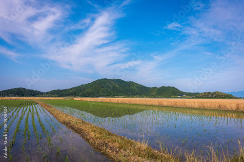 水田の稲と小麦畑が見える田園風景と山のリフレクション