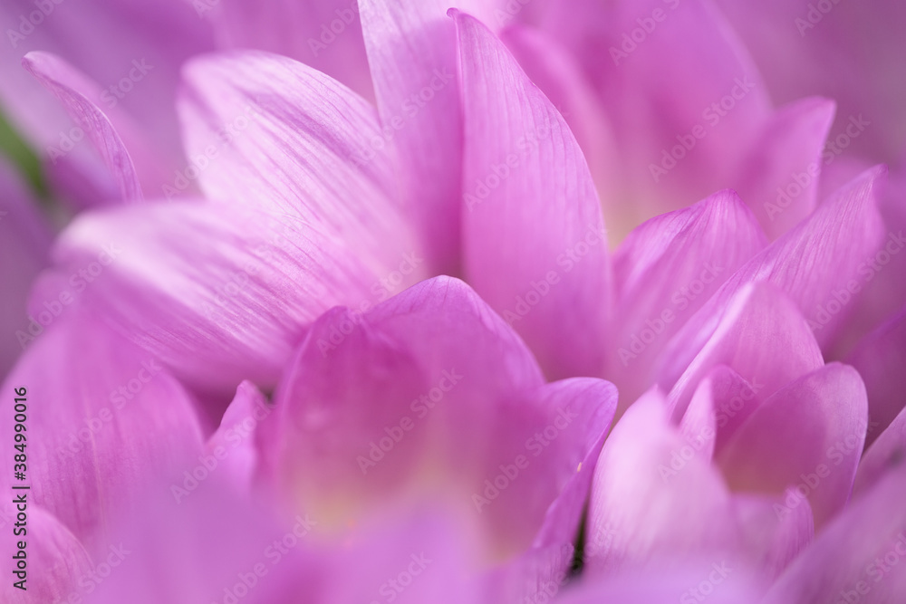Natural background from petals of pink flowers. Flower petals close-up. Photo with shallow depth of field. Focusing on the edges of the petals.