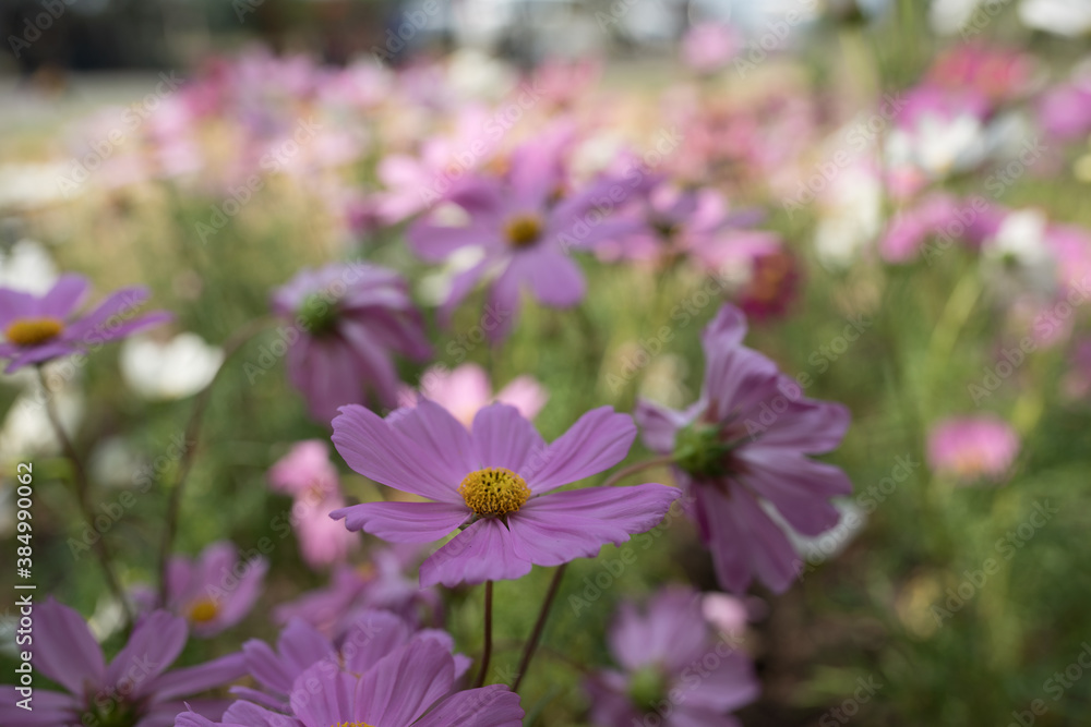 Cosmos flowers blossom field close up in garden Cosmos flowers blossom field close up in garden