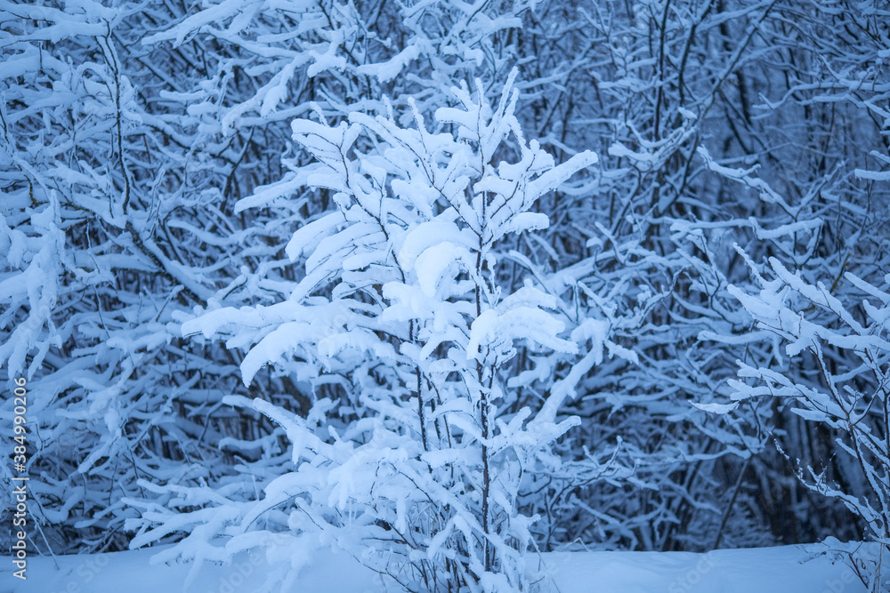 Fototapeta premium Wintertime. Nature after the snowfall. Snow covered winter branch. Blue and white winter background.