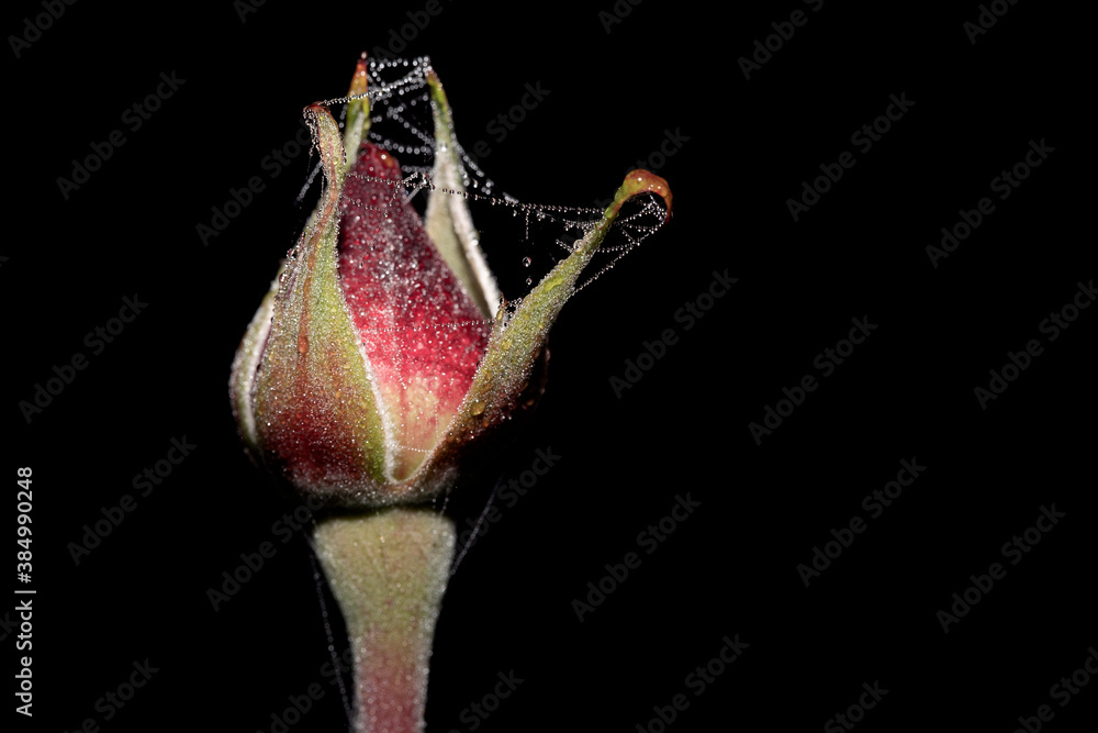 Close-up rose bud with water drops Close-up rose bud with water drops