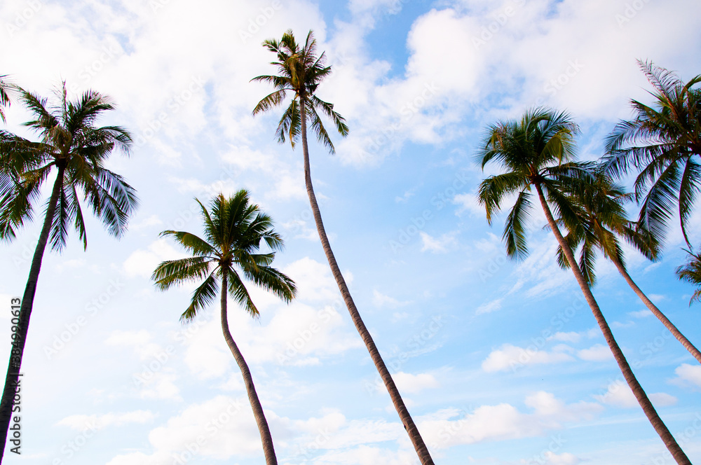 Tropical coconut tree against blue sky, summer vacation island concept