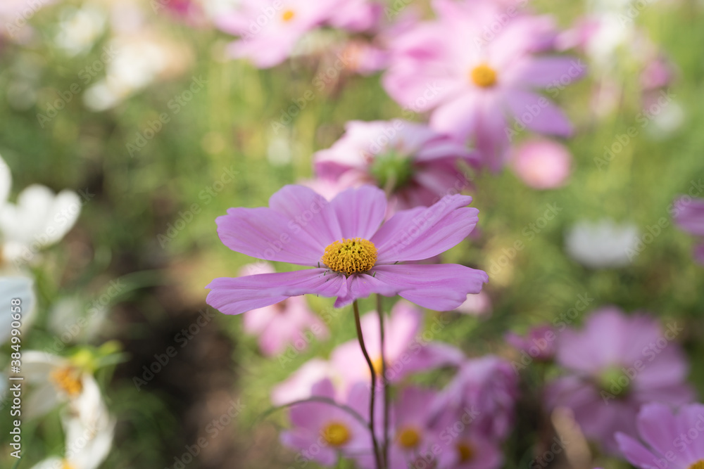 Cosmos flowers blossom field close up in garden Cosmos flowers blossom field close up in garden