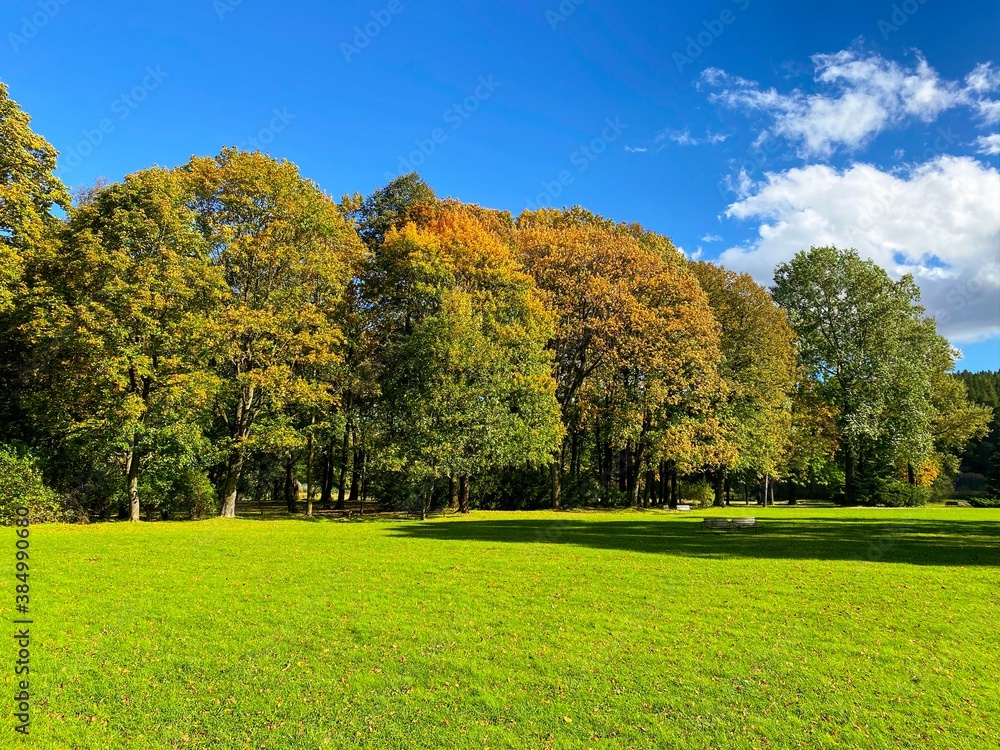 Colorful autumn trees on green meadow on blue sky background. Copy space.