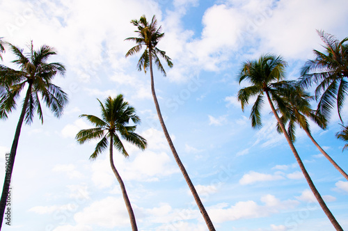 Tropical coconut tree against blue sky, summer vacation island concept
