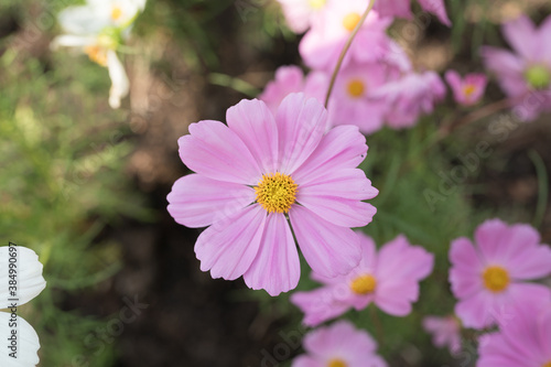 Cosmos flowers blossom field close up in garden