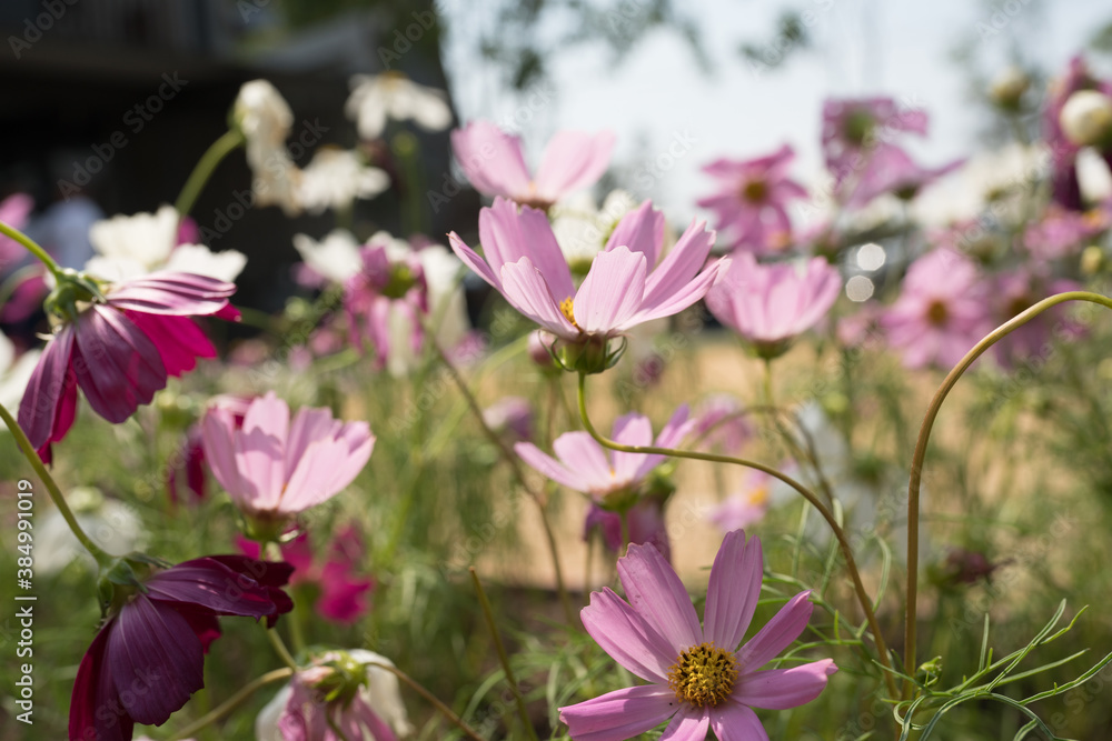 cosmos flower in garden cosmos flower in garden