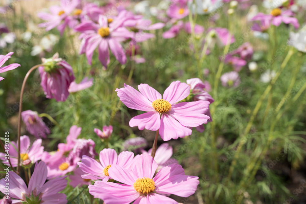 Cosmos flowers blossom field close up in garden Cosmos flowers blossom field close up in garden