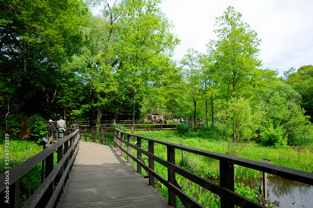 石神井公園の遊歩道