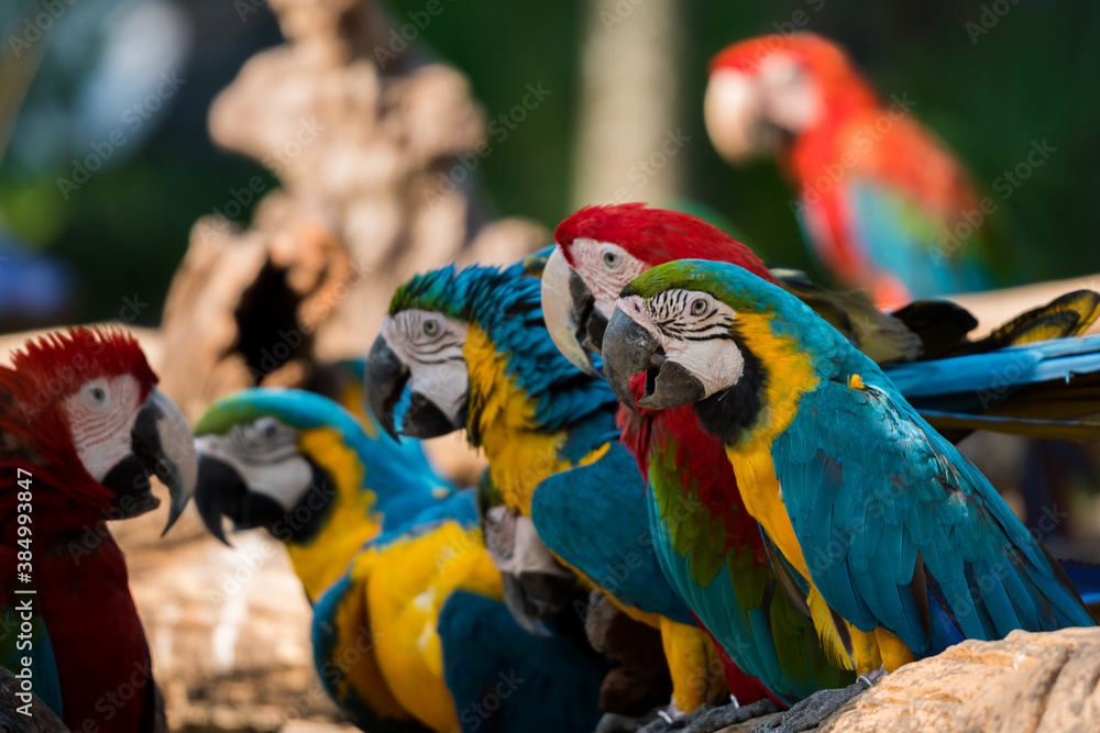beautiful macaw parrots 