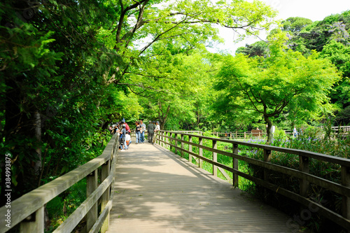 石神井公園の遊歩道