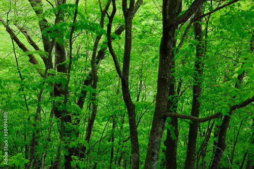 森の新緑