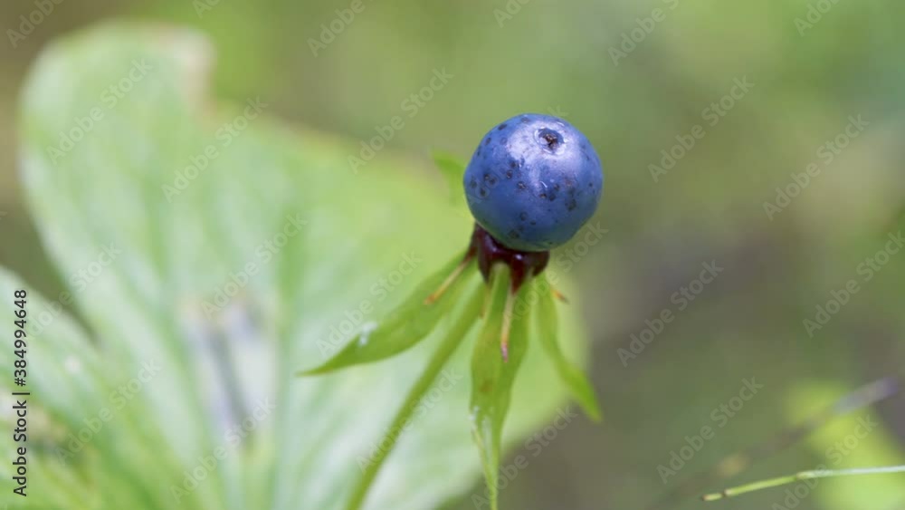 Closer look of the blue flower of the herb paris plant in Estonia Closer look of the blue flower of the herb paris plant in Estonia