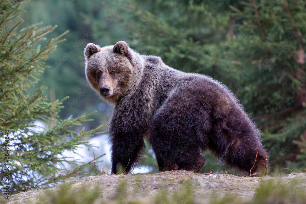 Obraz premium Beautiful female brown bear (Ursus arctos) on meadow covered snow.