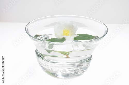水鉢に入れた白色の椿の花