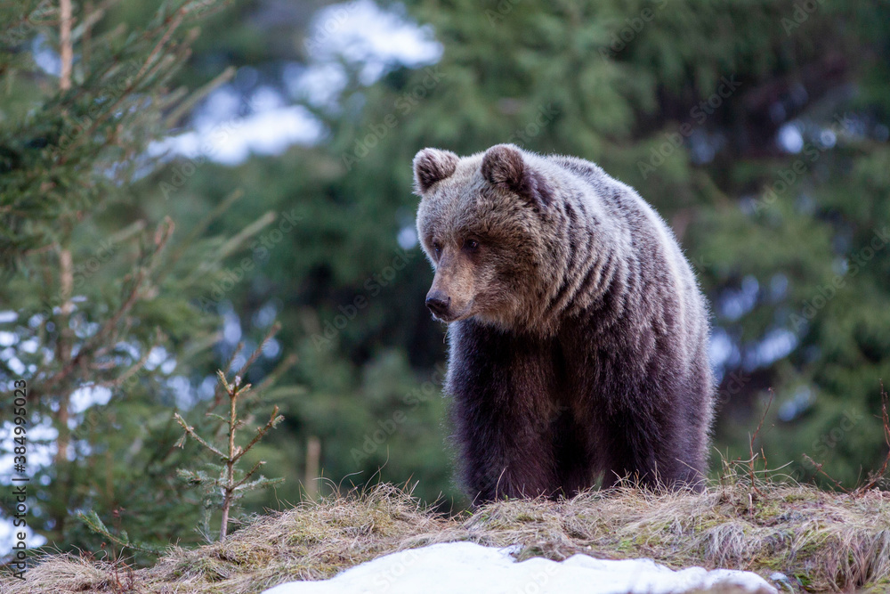 Beautiful female brown bear (Ursus arctos) on meadow covered snow.